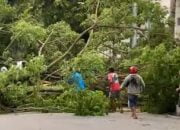 Angin Kencang, Pohon Dekat Kantor Gubernur Maluku Tumbang, Ibu dan Anak Jadi Korban