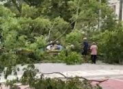 Ibu dan Anak di Ambon Tertimpa Pohon Tumbang Saat Hendak Pulang ke Rumah, Begini Kondisi Mereka