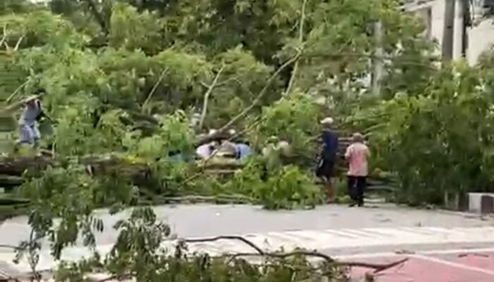 Ibu dan Anak di Ambon Tertimpa Pohon Tumbang Saat Hendak Pulang ke Rumah, Begini Kondisi Mereka