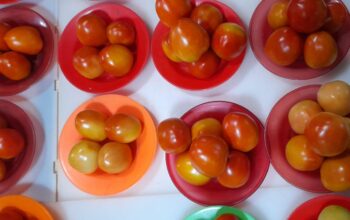 Harga Tomat di Pasar Binaya-Masohi Meroket hingga 100 Persen, Dijual Rp 40 per Kg