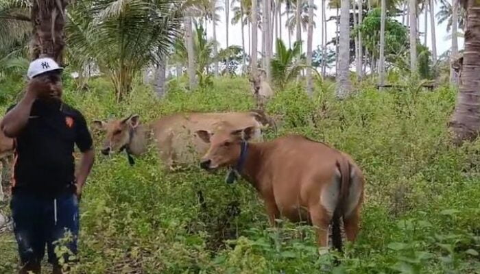 Peternak di Desa Waiperang-Buru Rugi hingga Rp 1 Miliar, Sapi Peliharaannya Dicuri dengan Cara Diracuni