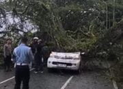 Pengemudi Minibus Meninggal Dunia Ditimpa Pohon Tumbang di Kawasan Tawiri-Ambon