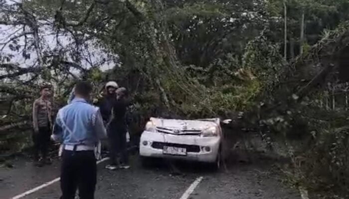 Pengemudi Minibus Meninggal Dunia Ditimpa Pohon Tumbang di Kawasan Tawiri-Ambon