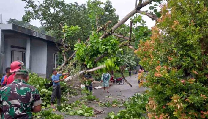 Banyak Pohon Tumbang di Kota Ambon, Masyarakat Wajib Waspada, Angin Kencang Masih Terjadi