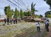 Diterjang Angin Kencang, Pohon Besar Tumbang di Ohoijang – Maluku Tenggara