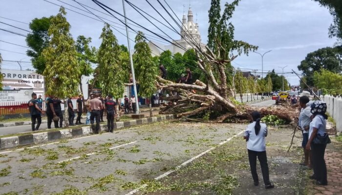 Diterjang Angin Kencang, Pohon Besar Tumbang di Ohoijang – Maluku Tenggara