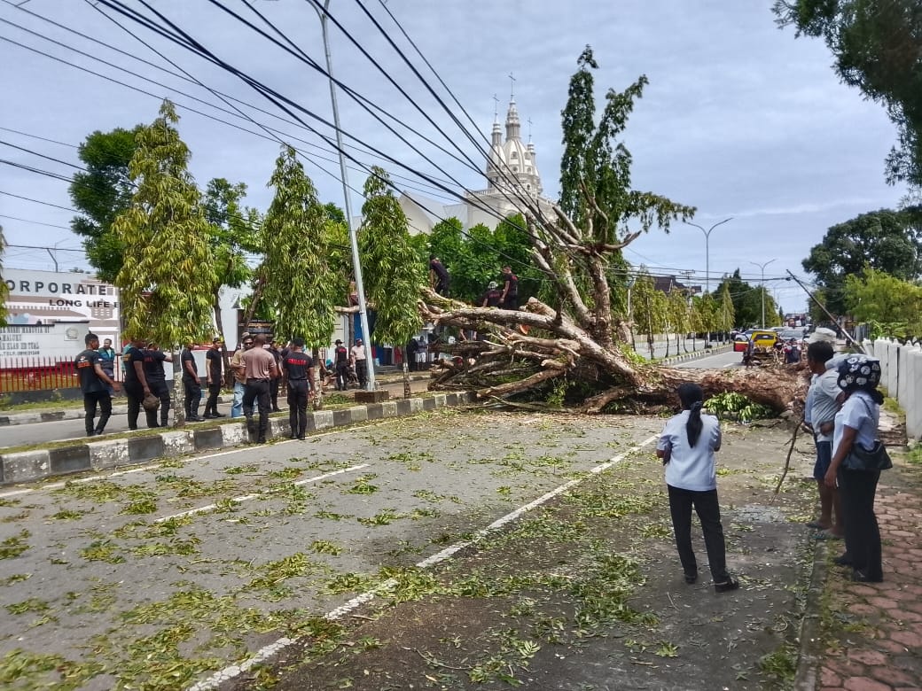 5/2/2025 - Pohon Tumbang