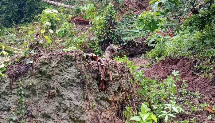Ratusan Pohon Pala di Sermaf Maluku Roboh, Dampak Pergeseran Tanah