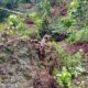 Ratusan Pohon Pala di Sermaf Maluku Roboh, Dampak Pergeseran Tanah