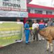 Pertamina Patra Niaga Salurkan 136 Hewan Kurban untuk Warga Ring 1 Papua Maluku di Idul Adha 1446 H