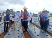 Tanam Serempak 100 Ribu Cabai, Maluku Wujudkan Kemandirian Pangan Berbasis Digital