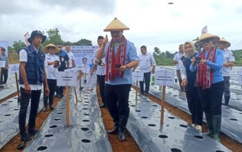 Tanam Serempak 100 Ribu Cabai, Maluku Wujudkan Kemandirian Pangan Berbasis Digital