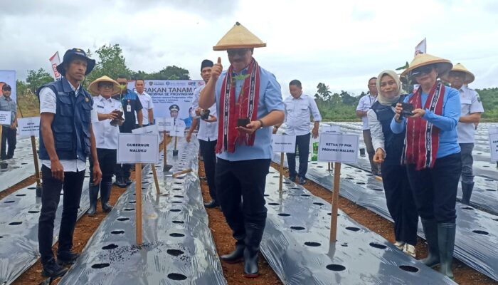 Tanam Serempak 100 Ribu Cabai, Maluku Wujudkan Kemandirian Pangan Berbasis Digital