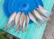 Hujan dan Angin, Harga Ikan di Pasar Langgur Maluku Tenggara Melambung Tinggi
