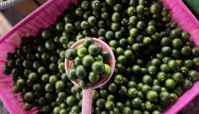 Harga Lemon Cina di Ambon Turun Tajam, Komoditas Bumbu Dapur Lain Cenderung Stabil