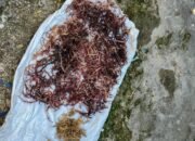 Pengembangan Rumput Laut di Ohoi Uf-Malra Dinilai Efektif Tekan Kemiskinan Ekstrem
