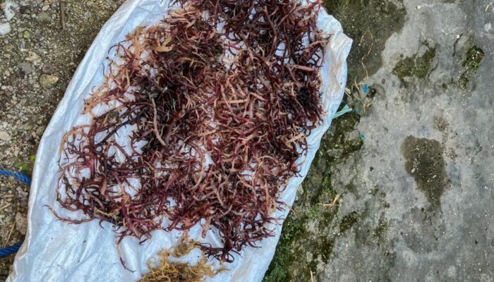Pengembangan Rumput Laut di Ohoi Uf-Malra Dinilai Efektif Tekan Kemiskinan Ekstrem
