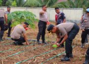 Dukung Ketahanan Pangan Nasional, Kapolres Kota Tual Pimpin Penanaman Jagung Kuartal Satu