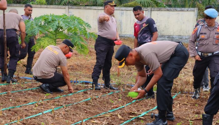 Dukung Ketahanan Pangan Nasional, Kapolres Kota Tual Pimpin Penanaman Jagung Kuartal Satu