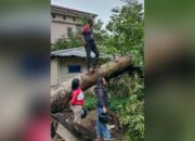 2 Rumah Warga Kota Tual Rusak Tertimpa Pohon Tumbang saat Angin Kencang