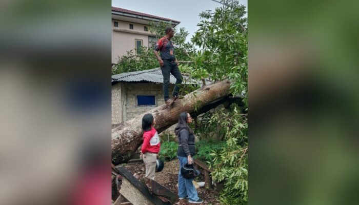 2 Rumah Warga Kota Tual Rusak Tertimpa Pohon Tumbang saat Angin Kencang