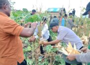 Desa Tubyal Panen Jagung, Wawali Tual Amir Rumra Dorong Swasembada Pangan