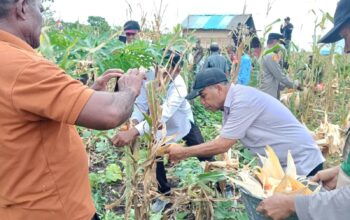 Desa Tubyal Panen Jagung, Wawali Tual Amir Rumra Dorong Swasembada Pangan