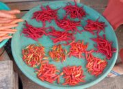 Jelang Ramadan, Harga Cabai di Pasar Langgur Maluku Turun Rp 100 Ribu Per Kilo