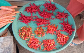 Jelang Ramadan, Harga Cabai di Pasar Langgur Maluku Turun Rp 100 Ribu Per Kilo