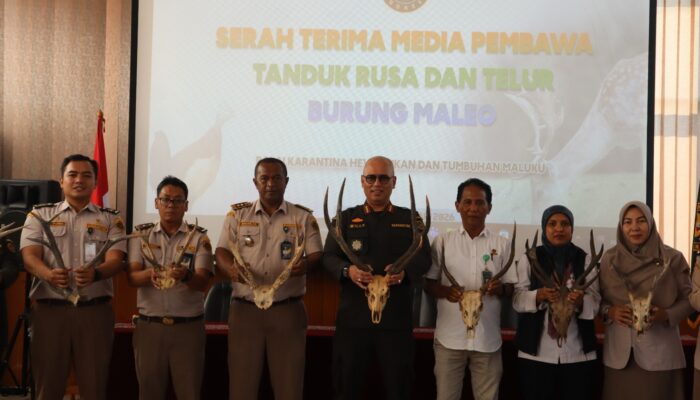 Gagalkan Penyelundupan Satwa Dilindungi, Karantina Maluku Amankan Telur Maleo dan Tanduk Rusa