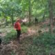 Lansia 79 Tahun Bertahan Tiga Hari di Hutan Larike, Tim SAR Gabungan Temukan dalam Kondisi Selamat