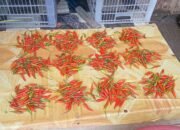 Harga Cabai Rawit di Pasar Langgur Tembus Rp200 Ribu per Kilogram Jelang Idul Fitri 1447 H