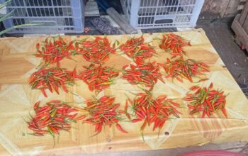 14/3/2026 - Cabai Rawit