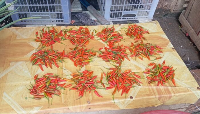 Harga Cabai Rawit di Pasar Langgur Tembus Rp200 Ribu per Kilogram Jelang Idul Fitri 1447 H