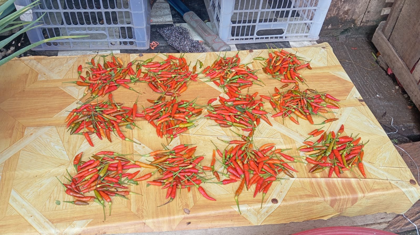 14/3/2026 - Cabai Rawit