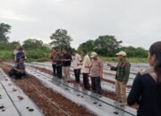 Efek Panen Bawang Ohoitel, Wali Kota Tual Yakin Bisa Rem Inflasi, Harga Nga Bakal Naik