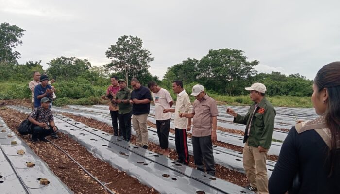 Efek Panen Bawang Ohoitel, Wali Kota Tual Yakin Bisa Rem Inflasi, Harga Nga Bakal Naik