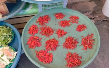 Harga Cabai di Maluku Tenggara Makin Mahal, Sentuh Rp 200 Ribu Per Kilo