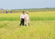 Meski El Nino Mengintai, Mentan Bilang Cadangan Pangan Indonesia Aman 11 Bulan