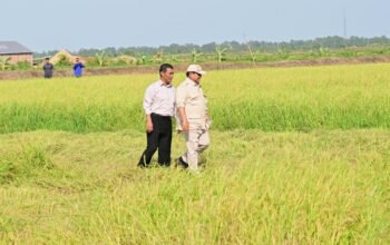 Meski El Nino Mengintai, Mentan Bilang Cadangan Pangan Indonesia Aman 11 Bulan