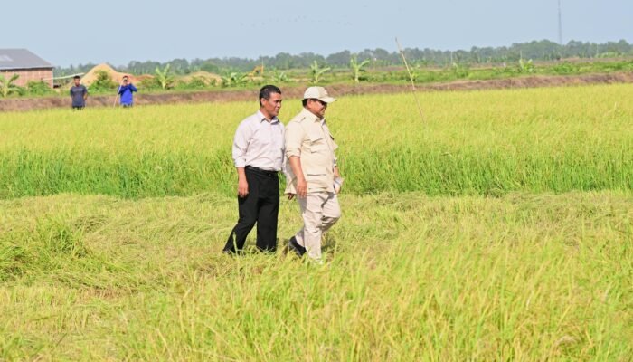 Meski El Nino Mengintai, Mentan Bilang Cadangan Pangan Indonesia Aman 11 Bulan