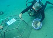 Pertamina Patra Niaga Dorong Restorasi Terumbu Karang Lewat Harmoni Laut Ambon