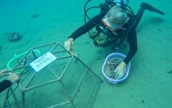 Pertamina Patra Niaga Dorong Restorasi Terumbu Karang Lewat Harmoni Laut Ambon