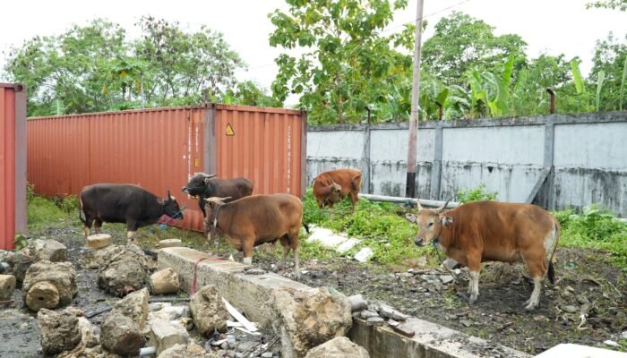 Semangat Iduladha 1447 H, PLN UIW MMU Salurkan 69 Hewan Kurban kepada Masyarakat