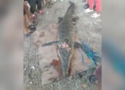 Resahkan Warga, Buaya Sepanjang Lebih 2 Meter di Sathean Maluku Tenggara Akhirnya Ditangkap