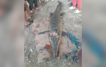 Resahkan Warga, Buaya Sepanjang Lebih 2 Meter di Sathean Maluku Tenggara Akhirnya Ditangkap