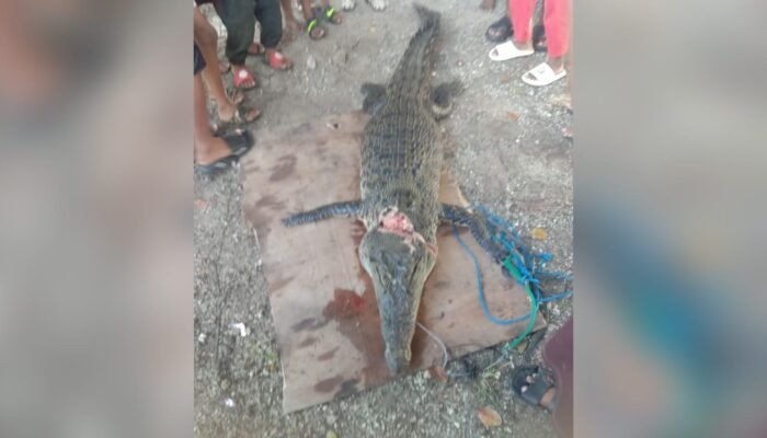 Resahkan Warga, Buaya Sepanjang Lebih 2 Meter di Sathean Maluku Tenggara Akhirnya Ditangkap