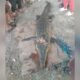 Resahkan Warga, Buaya Sepanjang Lebih 2 Meter di Sathean Maluku Tenggara Akhirnya Ditangkap