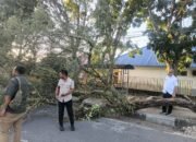 Bupati Thaher Hanubun Turun Tangan Bersihkan Pohon Tumbang yang Tutupi Jalan di Ohoijang