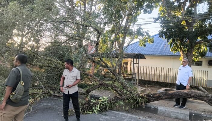 Bupati Thaher Hanubun Turun Tangan Bersihkan Pohon Tumbang yang Tutupi Jalan di Ohoijang